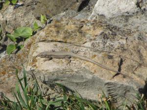 Lizard inside Tsarevets Fortress - Veliko Tarnovo